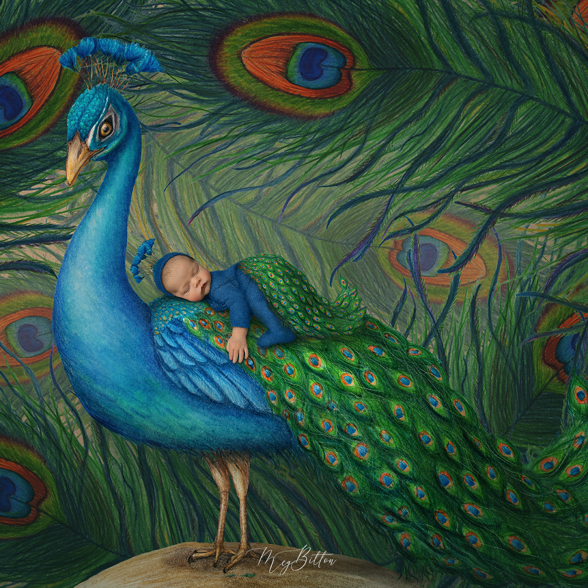 The Peacock Layered Digital Background - Meg Bitton Productions