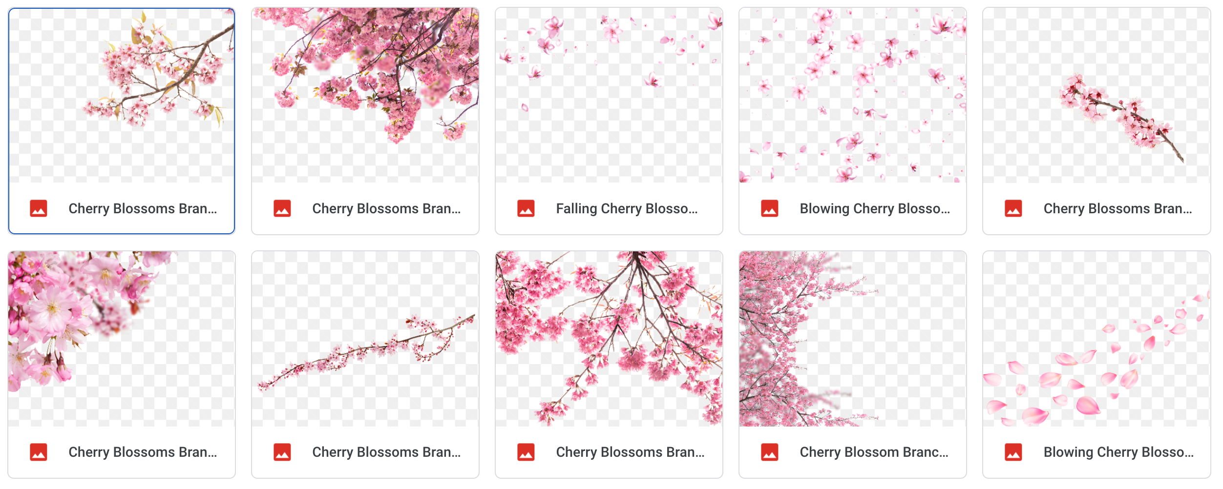 Magical Cherry Blossoms