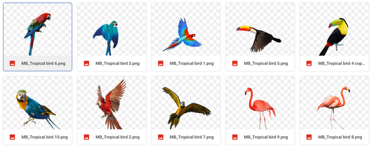 Magical Tropical Birds - Meg Bitton Productions