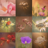 The Magic of Macro Photography - Meg Bitton Productions