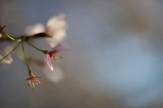 Cherry Blossom - Meg Bitton Productions