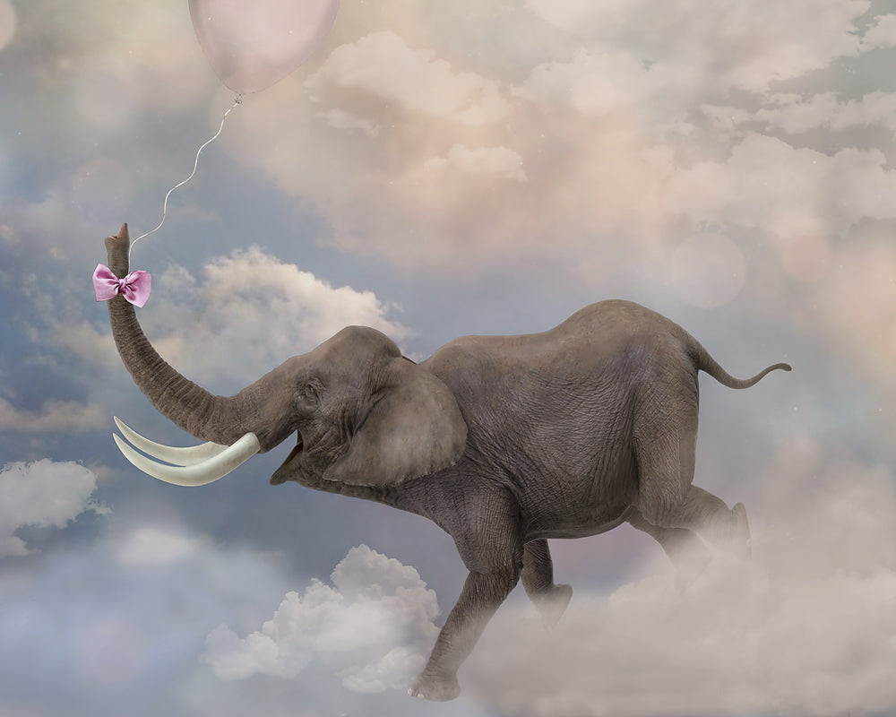 Elephant Flight - Meg Bitton Productions