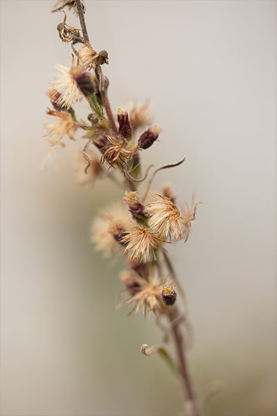 Macro Whisper - Meg Bitton Productions