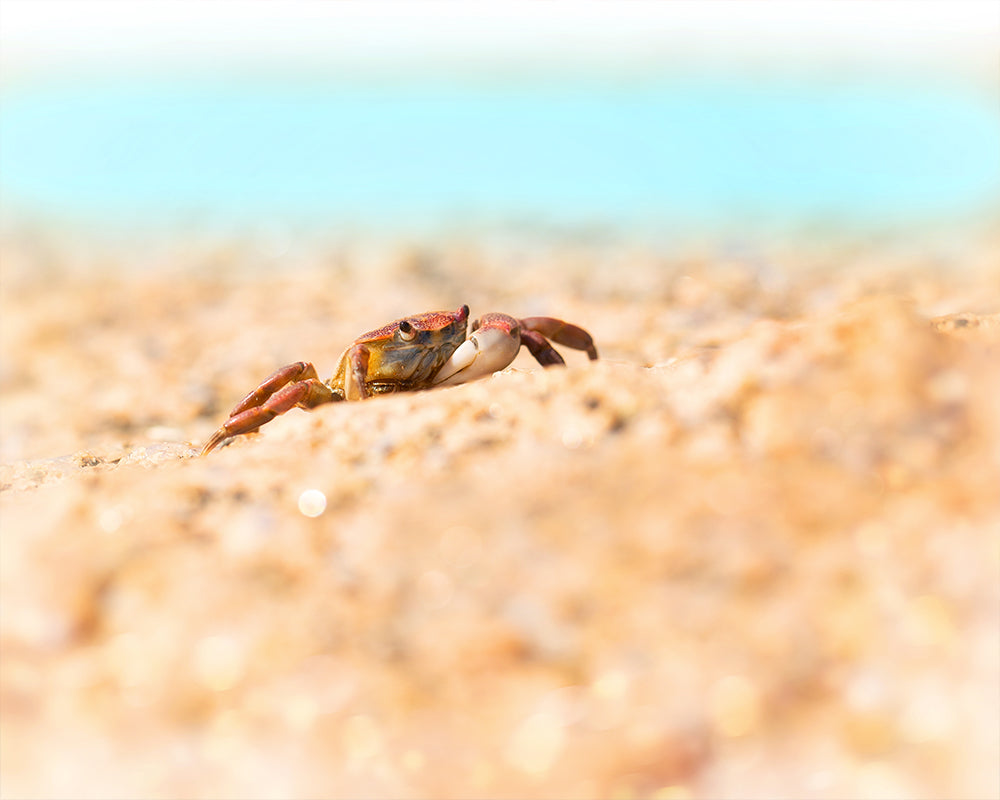 Mister Crab