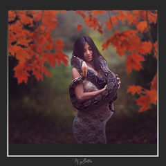 Magical Shoot Through - Autumn Maple - Meg Bitton Productions