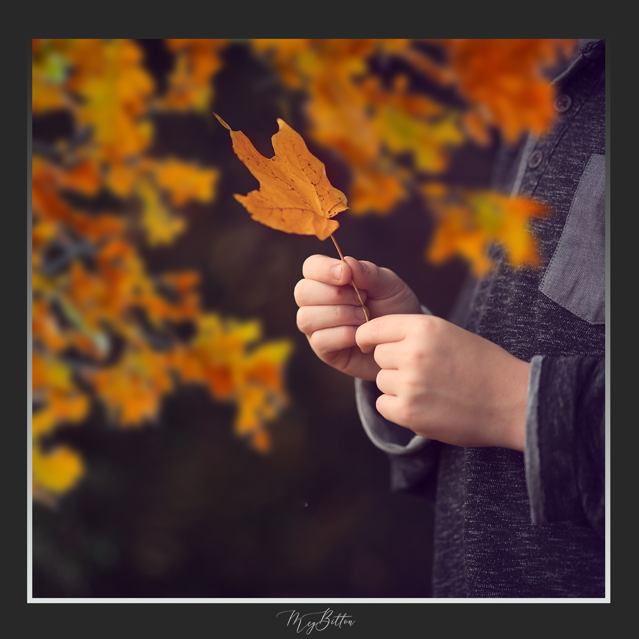 Magical Shoot Through - Thin Autumn Branches