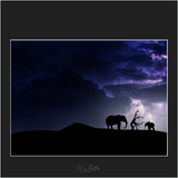 Magical Safari Silhouettes - Meg Bitton Productions