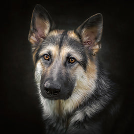 Painterly Dog - Meg Bitton Productions