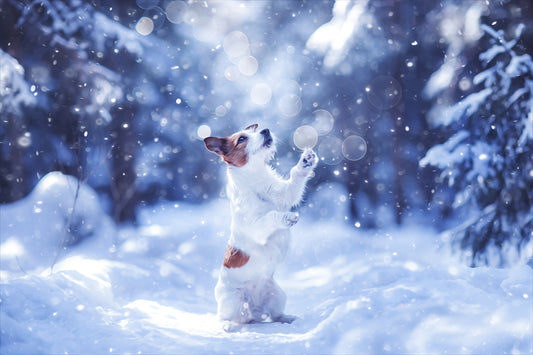 Five Minute Edit: Snow Pup - Meg Bitton Productions