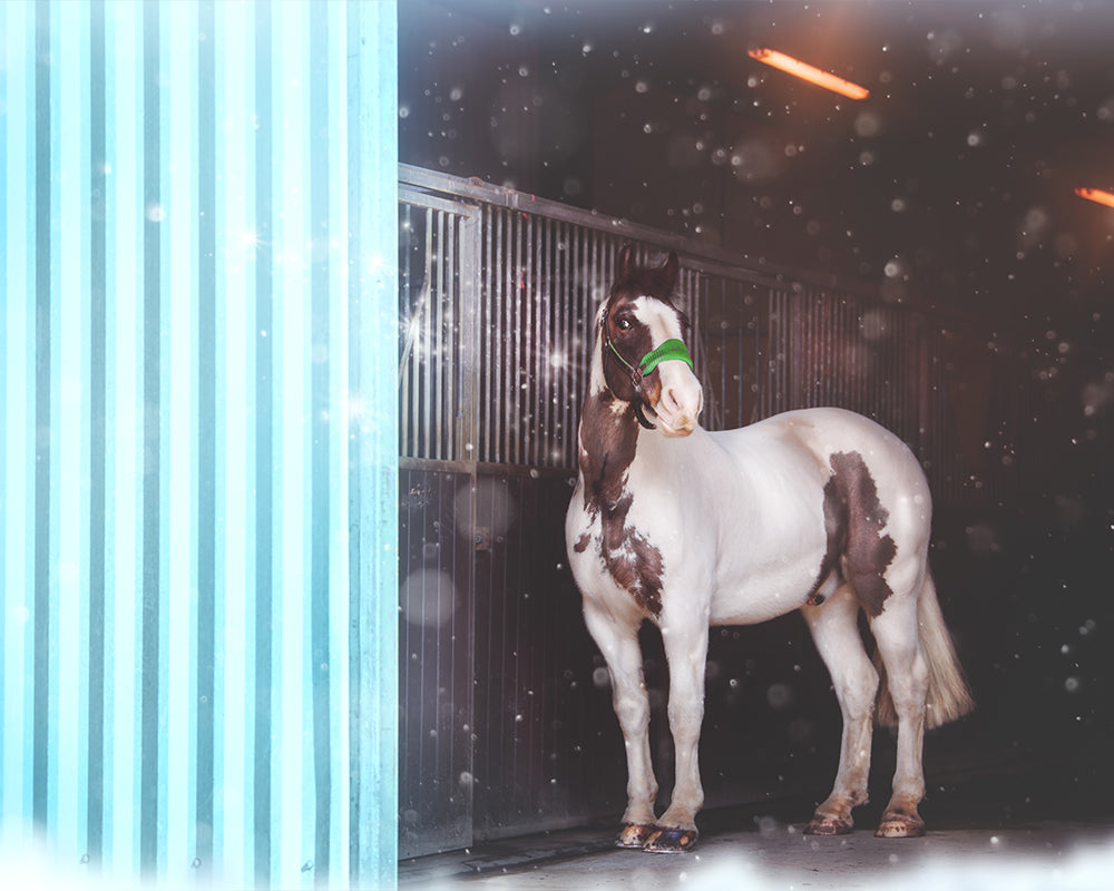 Snowy Stable - Meg Bitton Productions