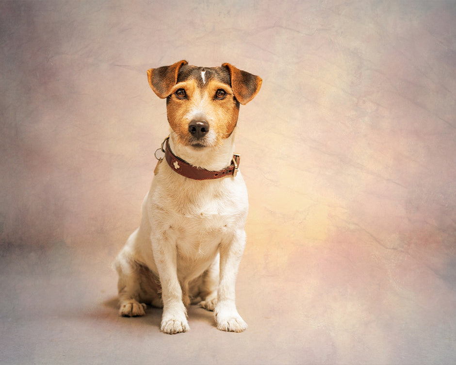 Megbittonproductions - Five Minute Edit: Studio Pup 2