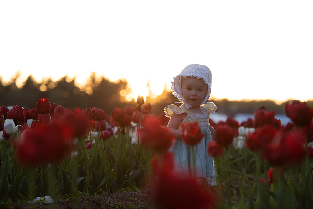 Sunset Tulips - Meg Bitton Productions