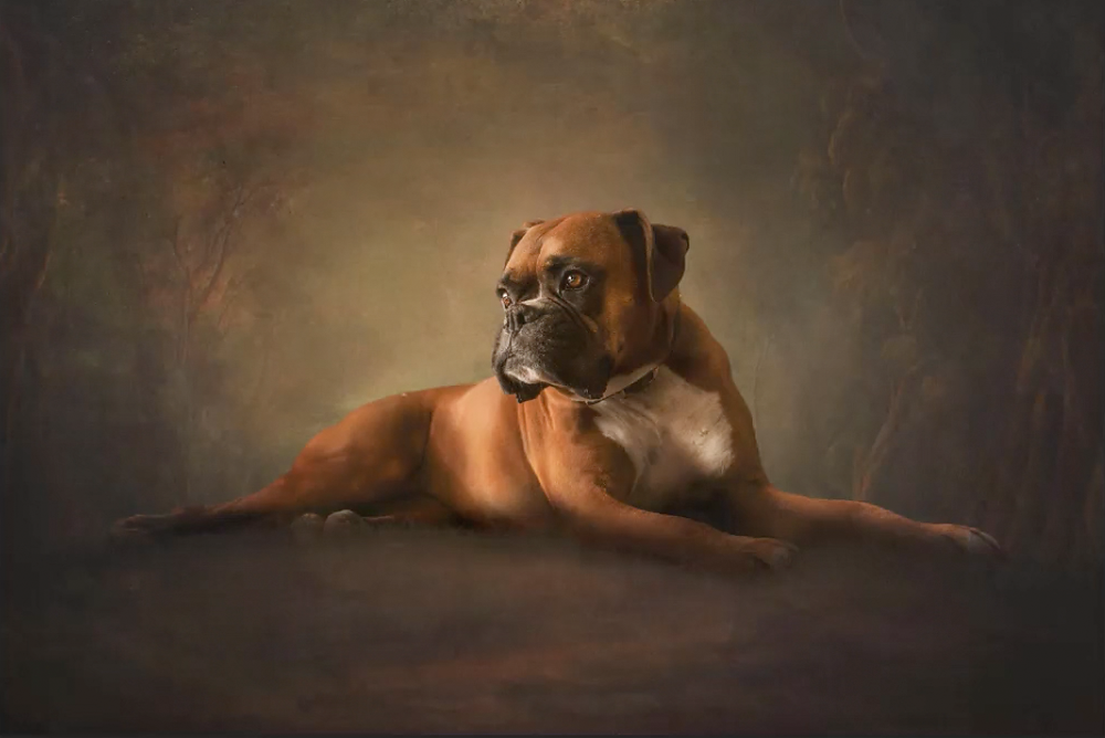 Vintage Boxer - Meg Bitton Productions
