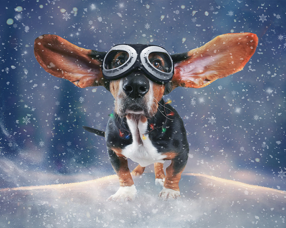 Winter Puppy - Meg Bitton Productions